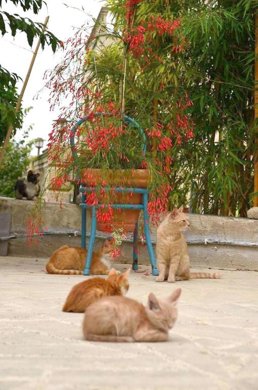 בית הארחה Simou 	Faith'S Stone House מראה חיצוני תמונה